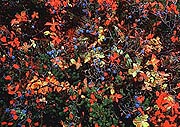 Berry tundra in autumn (by A. Nechaev)